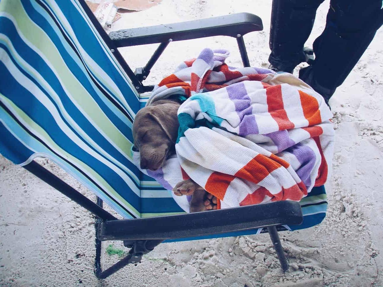 Κουτάβι Ωραιμαρανέρ 10 εβδομάδων στην παραλία του Σεντ Πίτερσμπεργκ, Φλόριντα