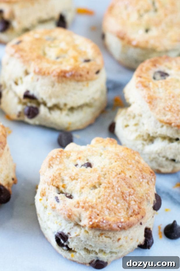 Beautifully arranged Orange Dark Chocolate Chip Scones on a white plate with orange slices and chocolate shavings.