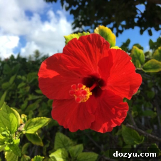 A group enjoying a zip-lining adventure through lush tropical forests at Princeville Ranch in Kauai, highlighting outdoor activities. Keywords: Princeville Ranch Kauai, zip lining, Kauai adventure tours, rainforest experience.