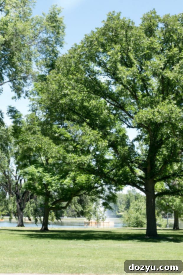 Beautiful green park scenery for a summer picnic