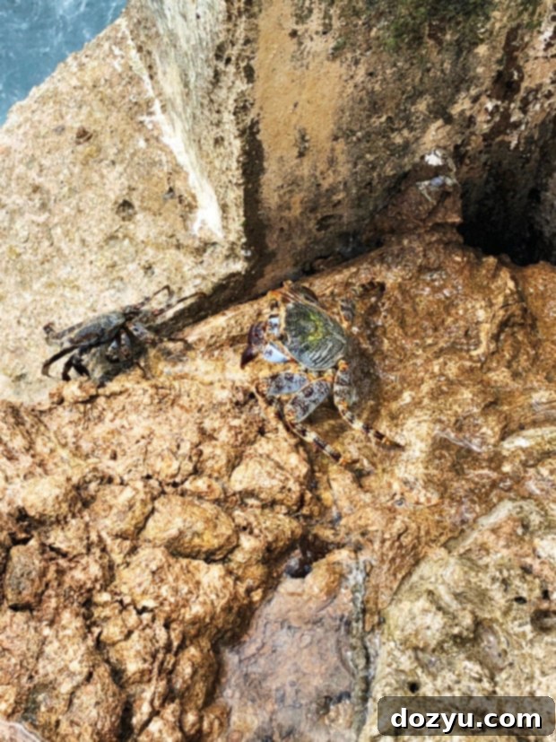 Small crabs on rocks by the ocean in Curaçao, part of the island's natural wildlife