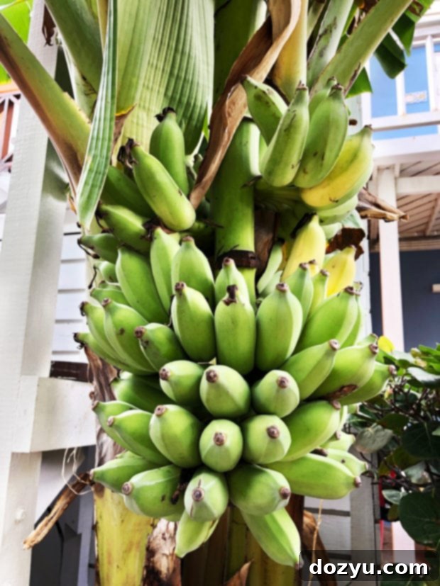 Fresh bananas for sale, showcasing local produce in Curaçao