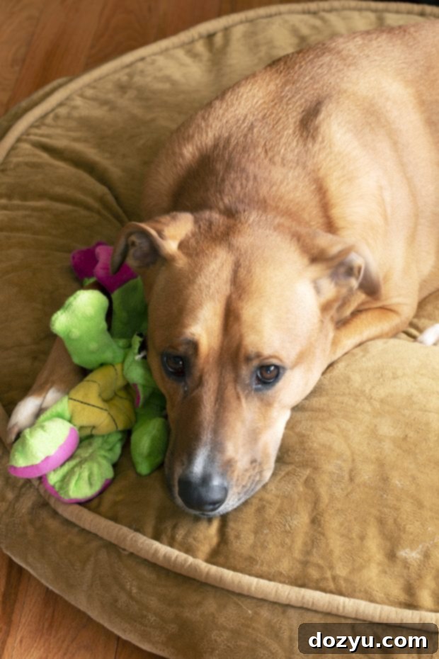 Farewell Kya 15 Dog cuddling dragon on bed