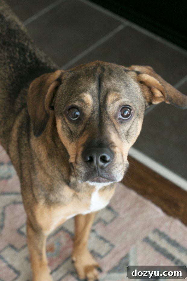Raspberry Nutella Brie Waffle Sandwiches | cakenknife.com