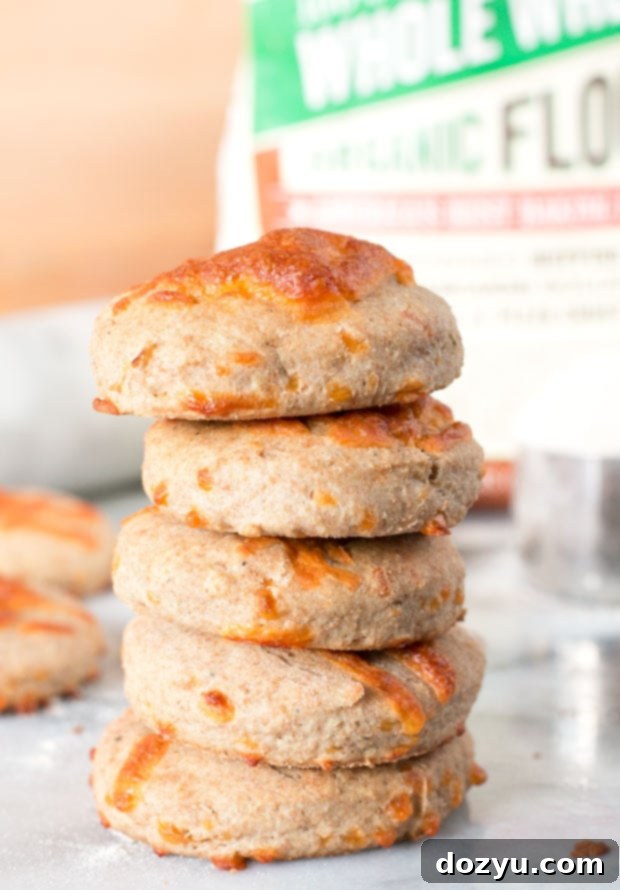 Golden brown Green Chile Cheddar Whole Wheat Biscuits on a baking sheet.