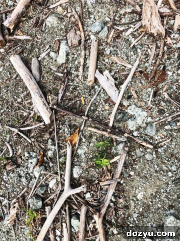 Amber Cove Driftwood: Natural Beauty of the Caribbean Coast