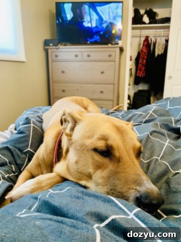 Sleeping dog on a bed