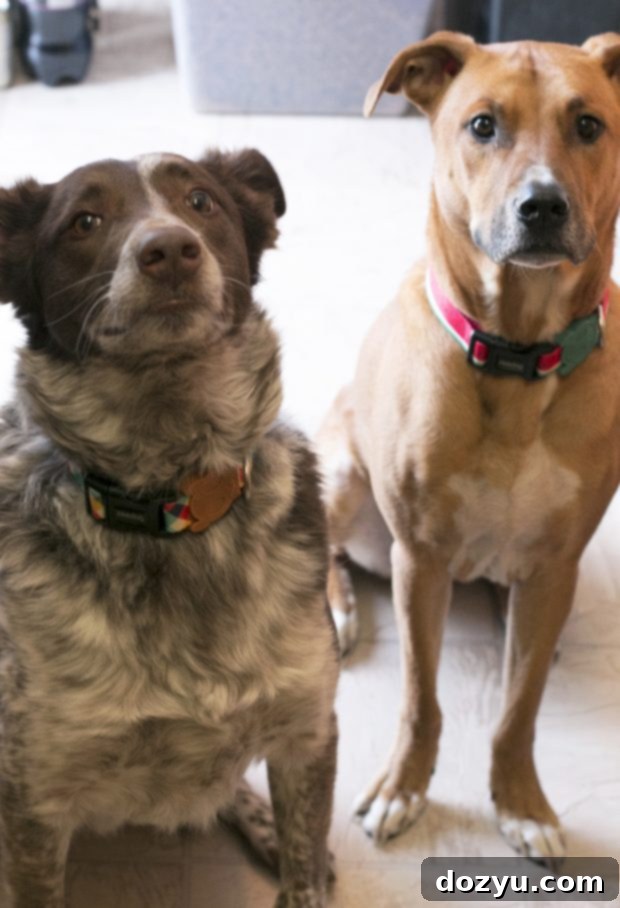 Our two dogs in the townhome