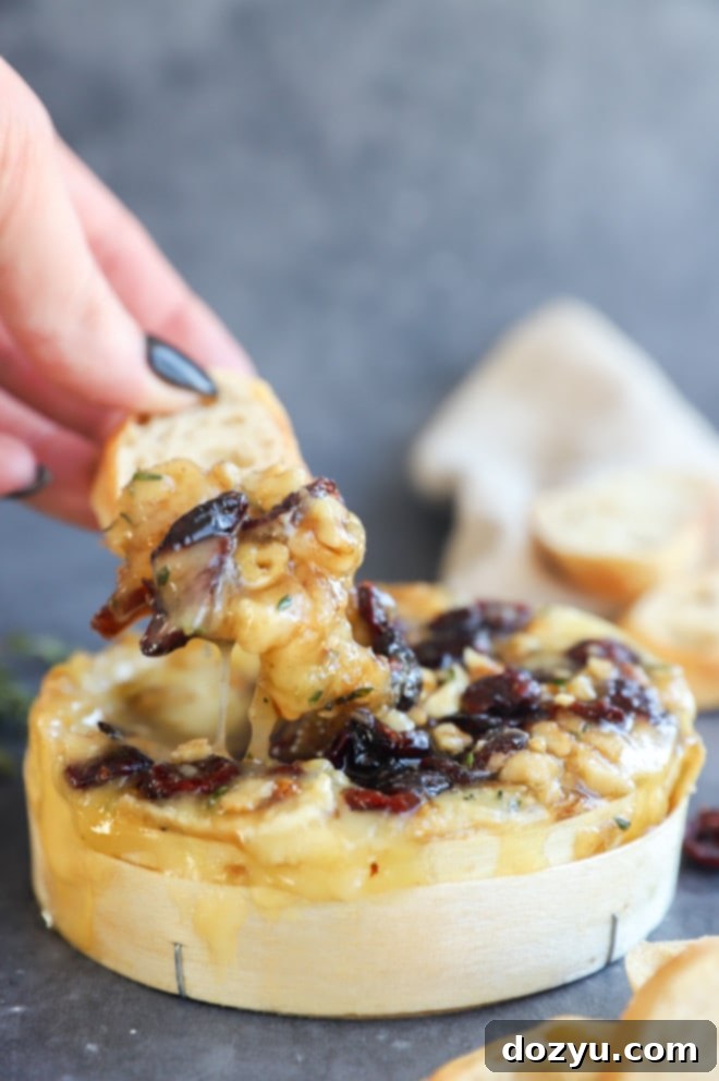 Dipping bread into gooey baked camembert with cranberries and walnuts, on a rustic surface