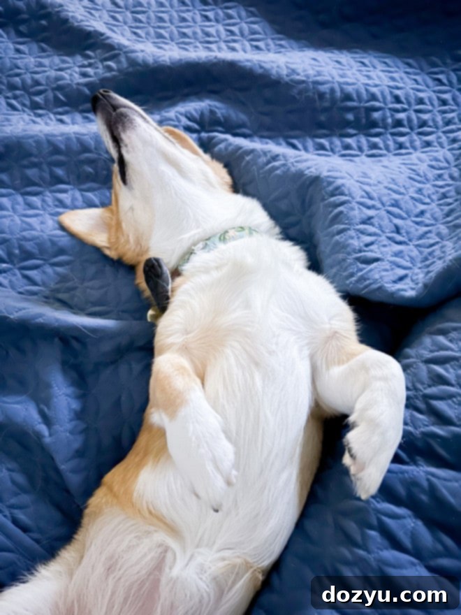 Photo of corgi sleeping peacefully on a cozy bed, symbolizing the calm after a busy period.