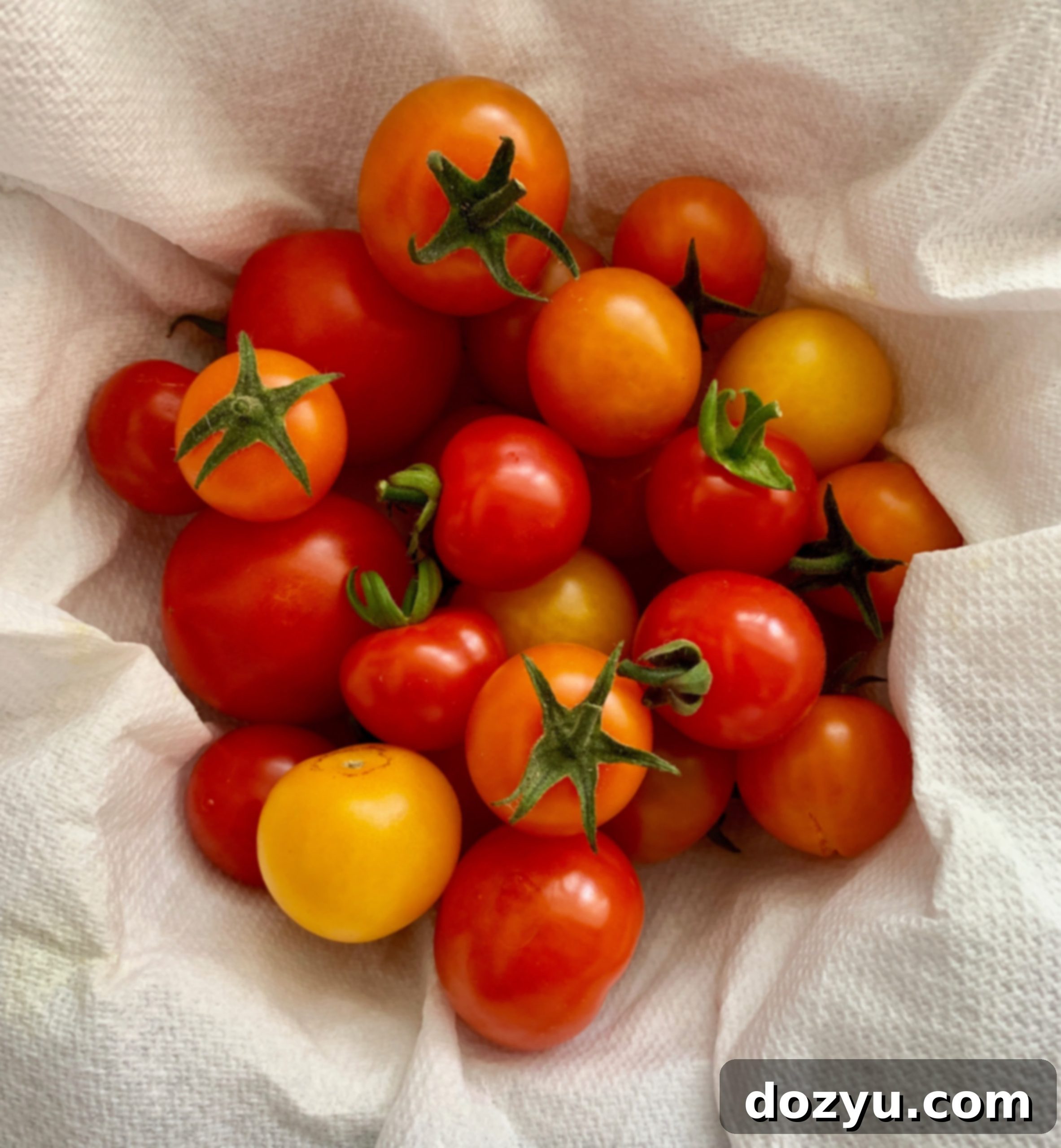 Crafting Perfect Salsa The Essential Tomato Varieties 9 img 44791 11 scaled