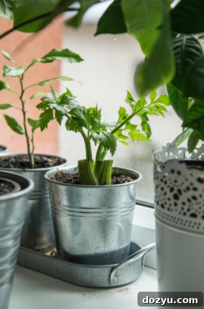 Effortless Mirepoix 3 Fresh celery stalks growing in a garden pot, ready to be harvested for a mirepoix recipe.