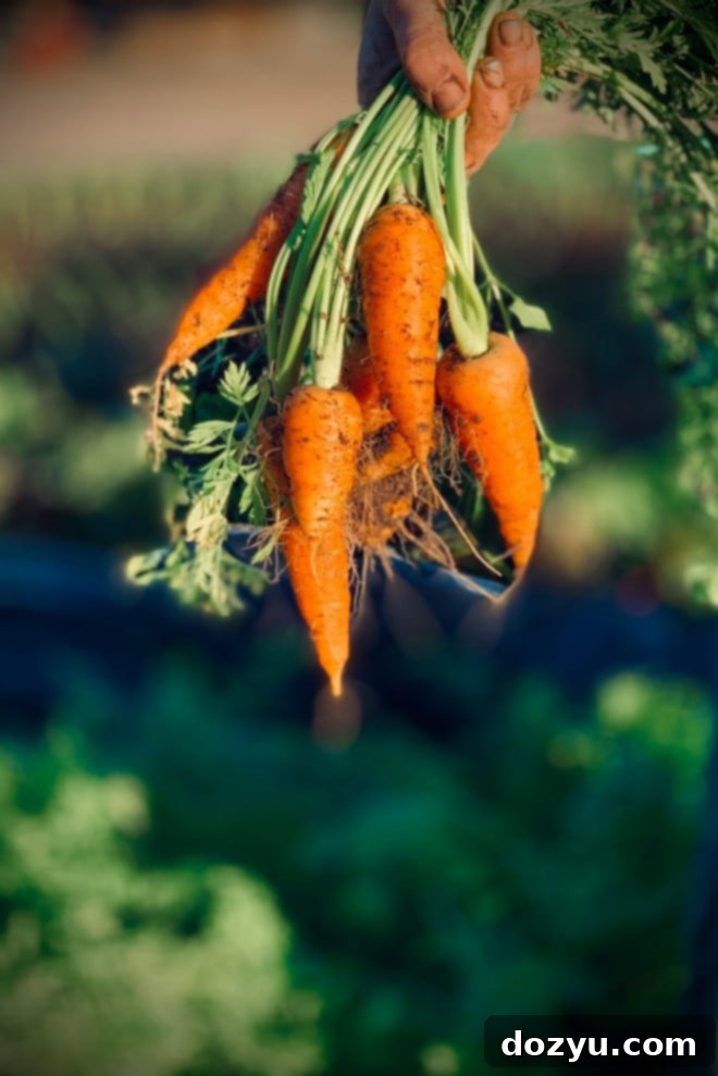Effortless Mirepoix 4 Fresh, vibrant carrots with green tops, recently pulled from the earth.